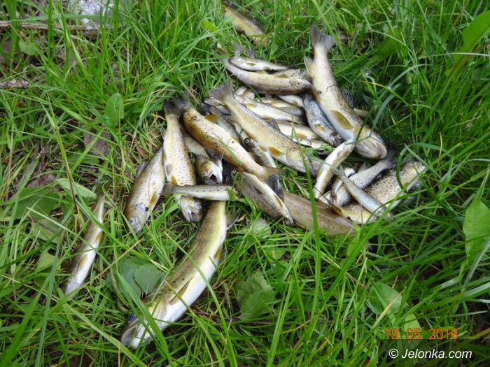 Piechowice: Śnięte ryby w Kamiennej