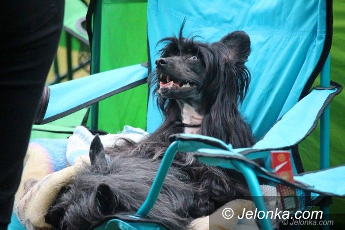 Jelenia Góra: Psy rasowe opanowały cieplicki stadion