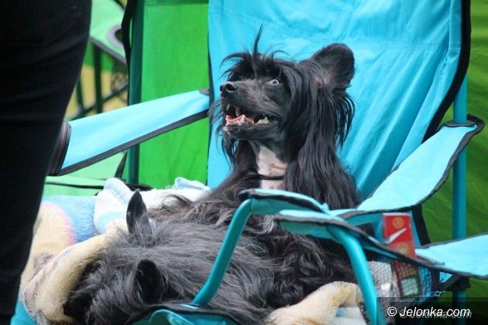 Jelenia Góra: Psy rasowe opanowały cieplicki stadion