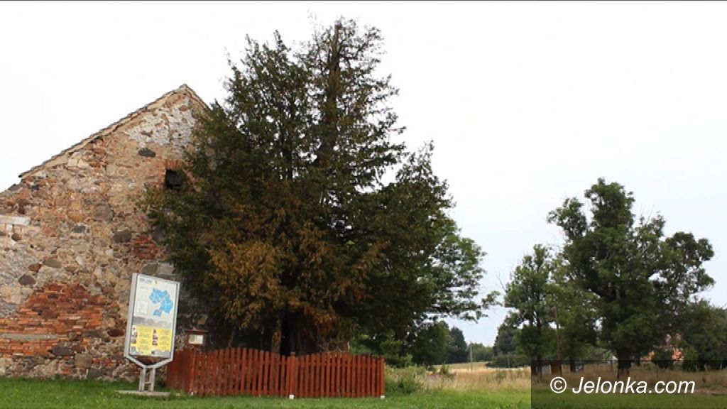 Jelenia Góra: Na ratunek najstarszemu drzewu w Polsce