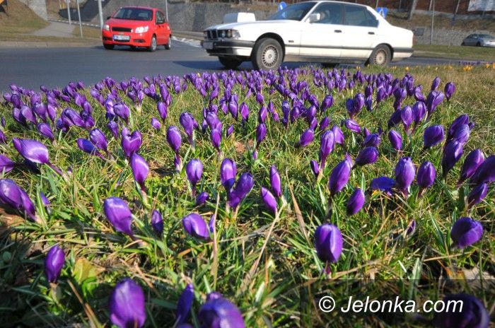 Jelenia Góra: Idzie zima, czas… sadzić kwiaty!