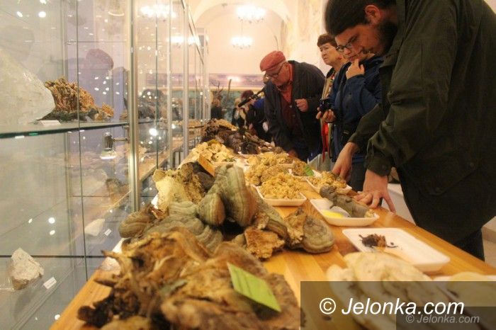 Jelenia Góra: 200 gatunków na wystawie świeżych grzybów