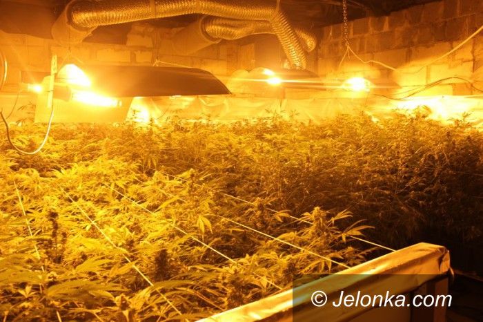 Region: Profesjonalna „fabryka” marihuany zlikwidowana