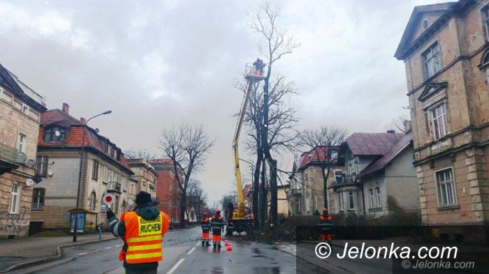 Jelenia Góra: Z Wojska  Polskiego znikają stare drzewa