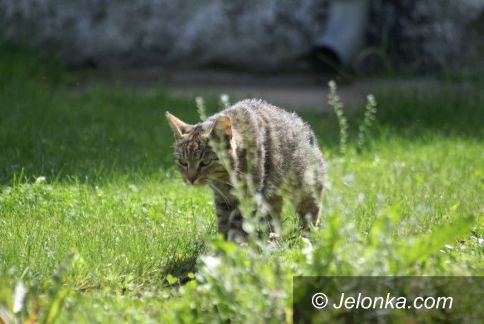 Jelenia Góra: Bezpłatne sterylizacje w mieście wolno żyjących kotów