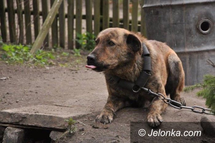 Jelenia Góra: Nikt nie chce dorosłych psów – zastój w adopcjach