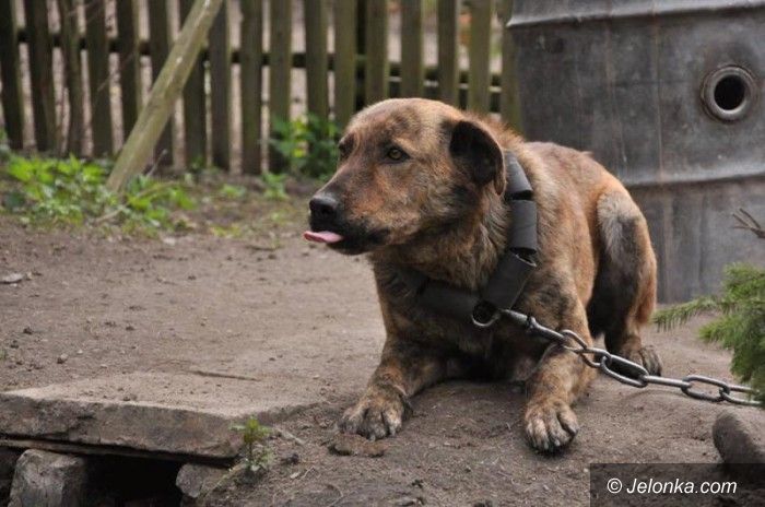 Jelenia Góra: Nikt nie chce dorosłych psów – zastój w adopcjach