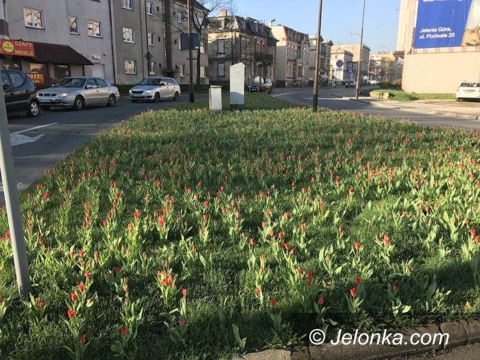Jelenia Góra: Miasto zakwita tysiącami kwiatów