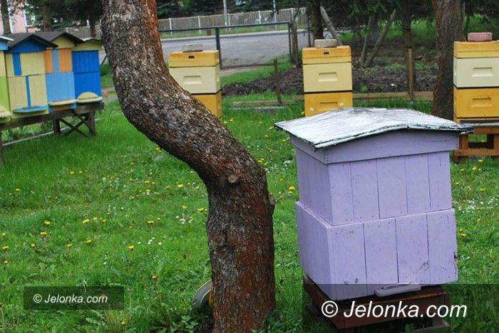 Jelenia Góra: Wkrótce pszczelarskie święto