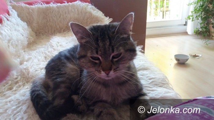 Jelenia Góra: Znaleziono kotkę – szukają właściciela
