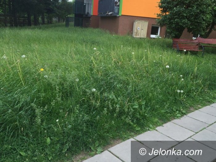 Jelenia Góra: Czytelnik: Kiedy wykoszą trawę przy ulicy Działkowicza?