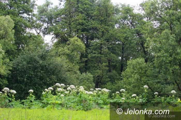 Region: Barszcz Sosnowskiego – walka z niebezpieczną rośliną