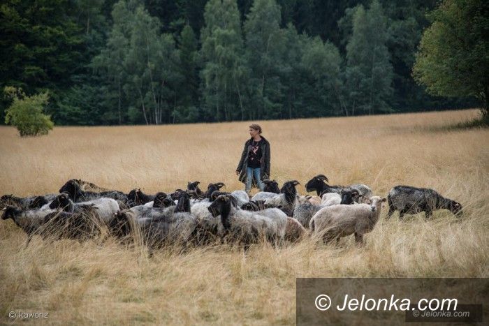 Jelenia Góra: "Naturalne kosiarki" pod Chojnikiem