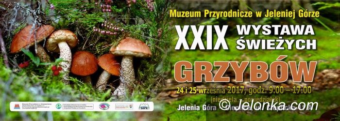 Jelenia Góra: Wystawa świeżych grzybów od niedzieli!