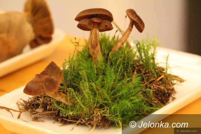 Jelenia Góra: Rekordowa liczba grzybów na wystawie