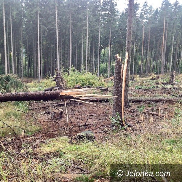 Jelenia Góra: Wichura uszkodziła ponad 300 drzew