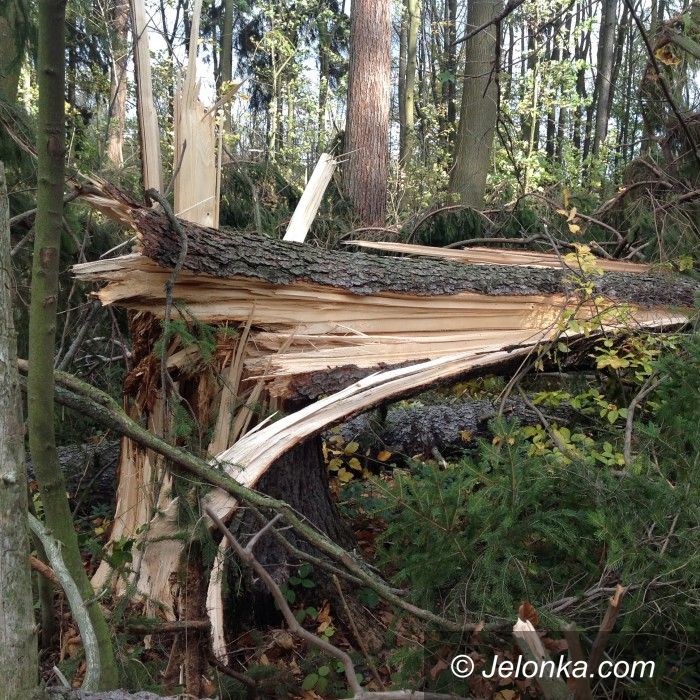 Jelenia Góra: Wichura wyrządziła wiele szkód w miejskich lasach