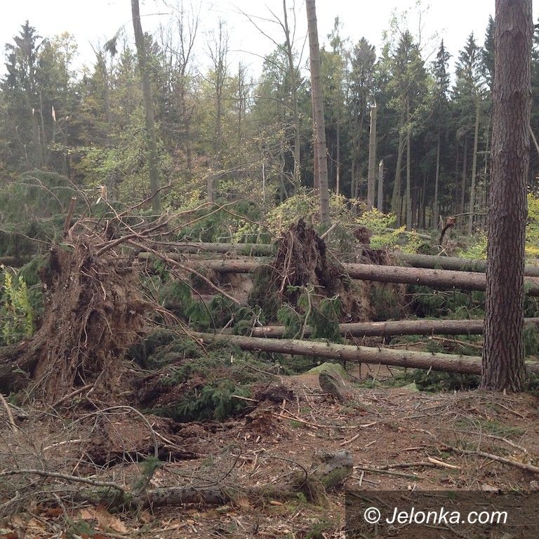 Jelenia Góra: Jeleniogórskie lasy komunalne po kataklizmie 
