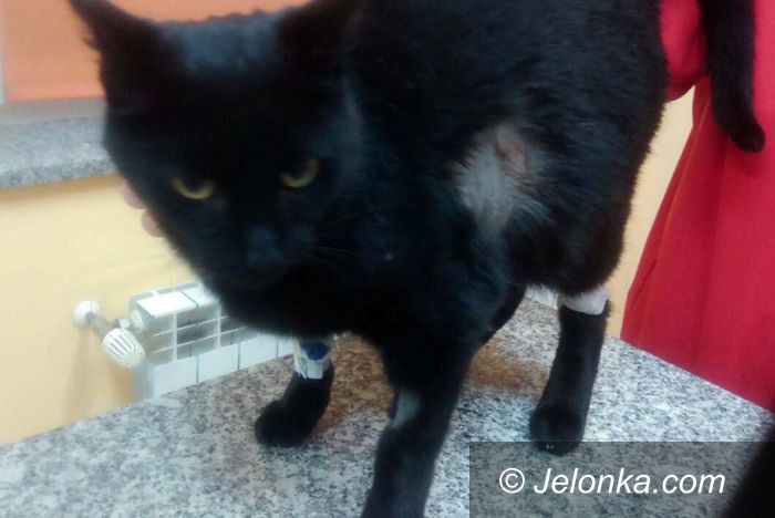 Jelenia Góra: Postrzelony kot walczy o życie