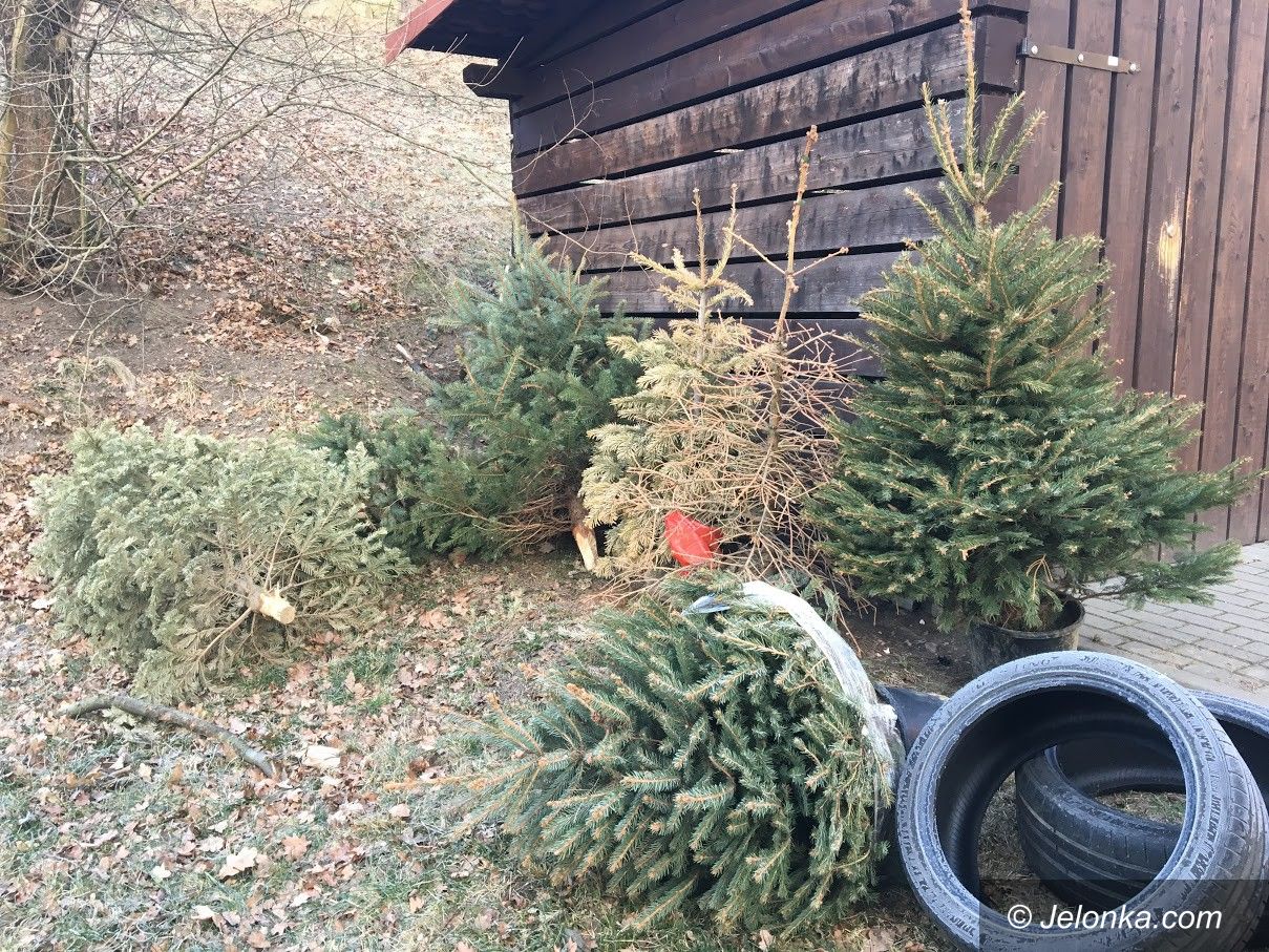 Jelenia Góra: Zapomnieli wywieźć świąteczne choinki