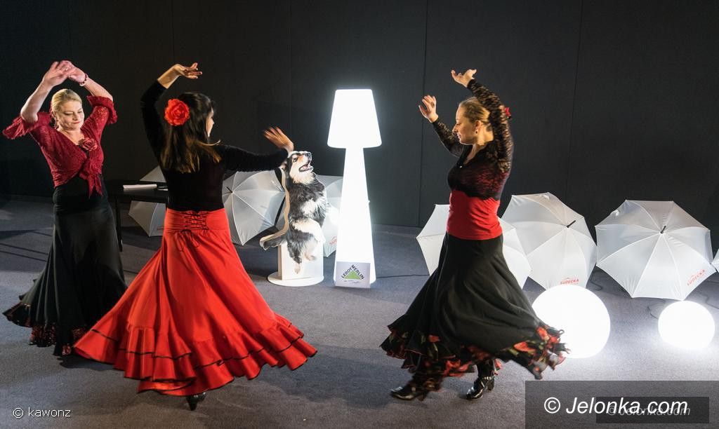 Jelenia Góra: W Kinie Kobiet flamenco i dużo zabawy 