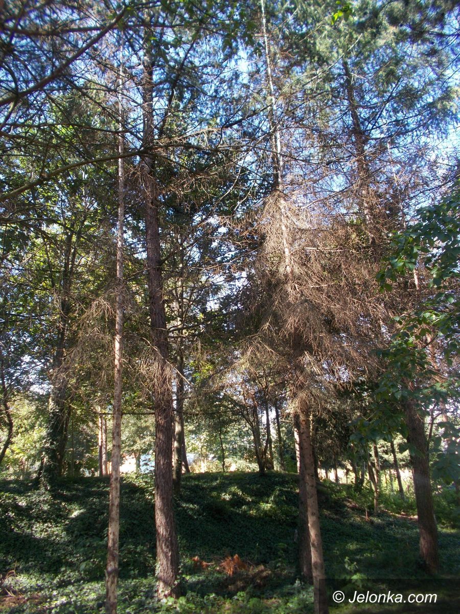 Jelenia Góra: Chore drzewa trzeba  wyciąć