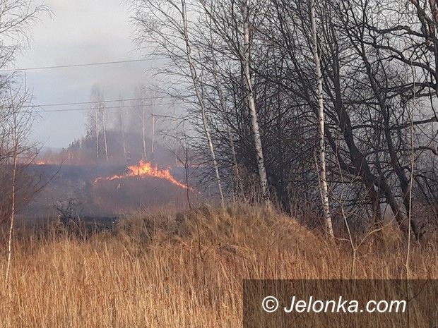 Jelenia Góra: Płonęły łąki przy Karola Miarki