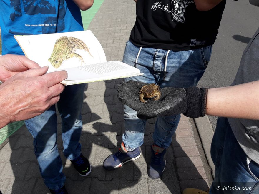 Jelenia Góra: Uczniowie ratują żaby na Czarnym