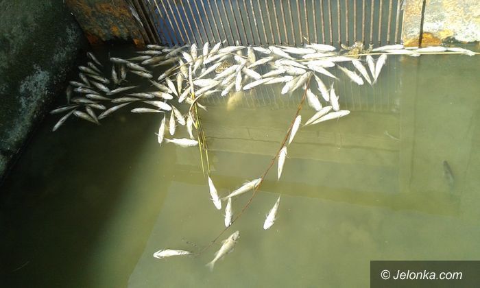 Podgórzyn: Martwe ryby w stawie podgórzyńskim