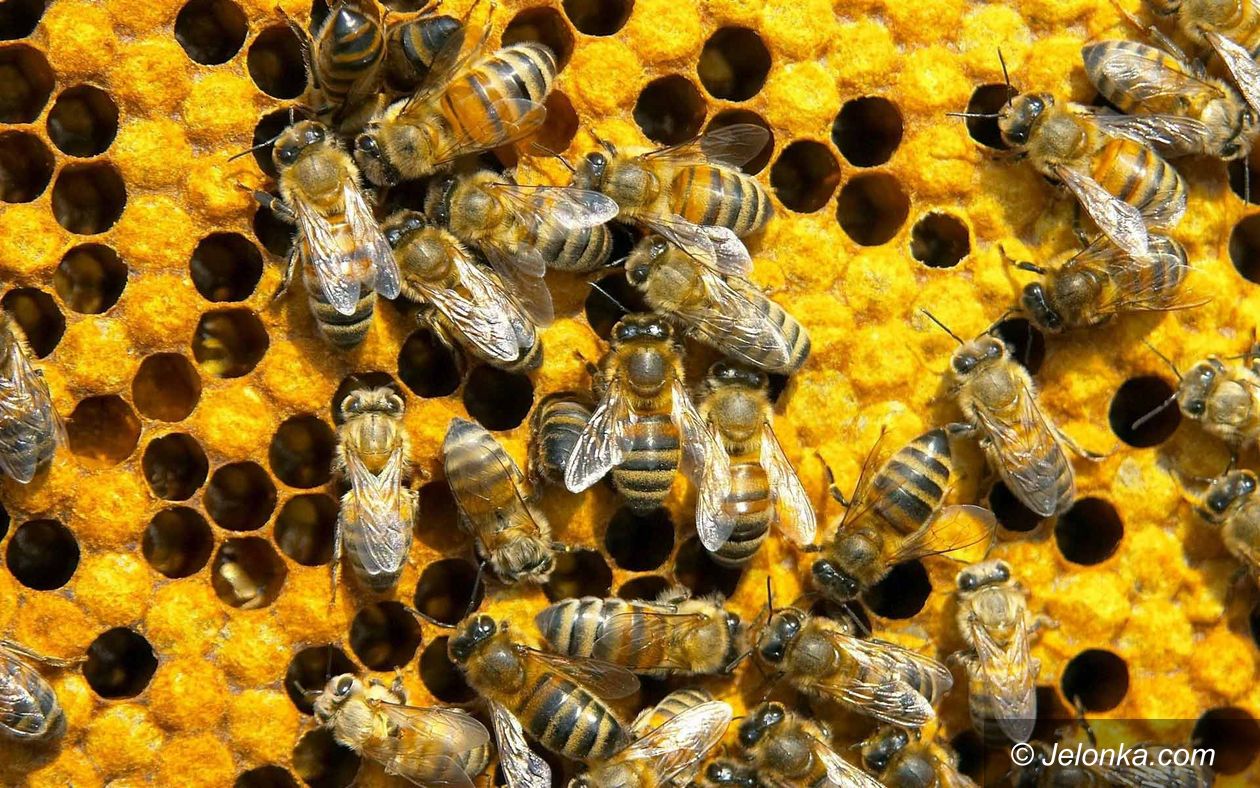 Region: Ratujmy pszczoły!