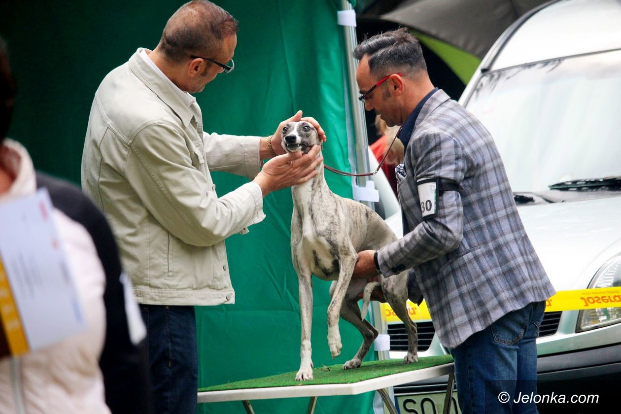 Jelenia Góra: Ponad tysiąc psów na krajowej wystawie