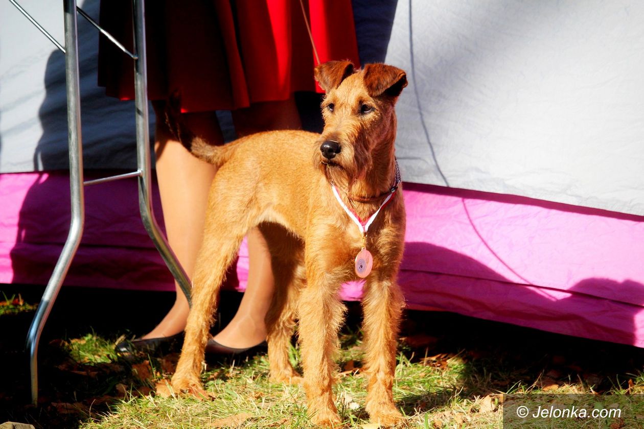 Jelenia Góra: Jesienna wystawa psów rasowych za nami