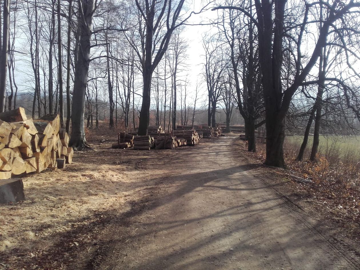 Kowary: Tną lasy w Wojkowie