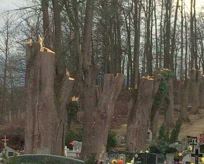 Bukowiec: Ogołocili drzewa