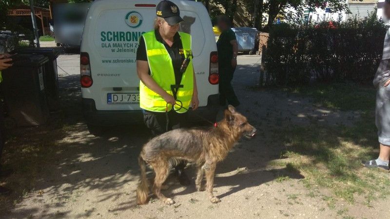 Jelenia Góra: Strażnicy ratowali zaniedbanego psa