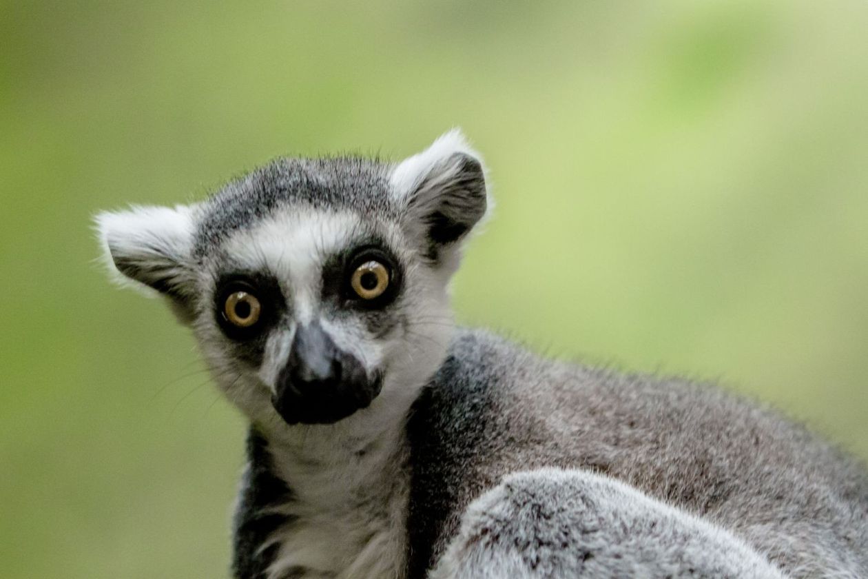 Wałbrzych: Lemury z Czech w wałbrzyskiej Palmiarni