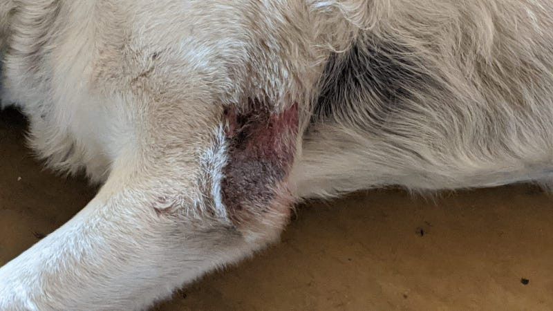Jelenia Góra: Zaniedbany labrador – interwencja strażników