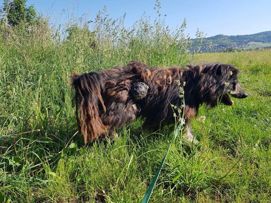 Jelenia Góra: Wyrok za znęcanie się nad psem
