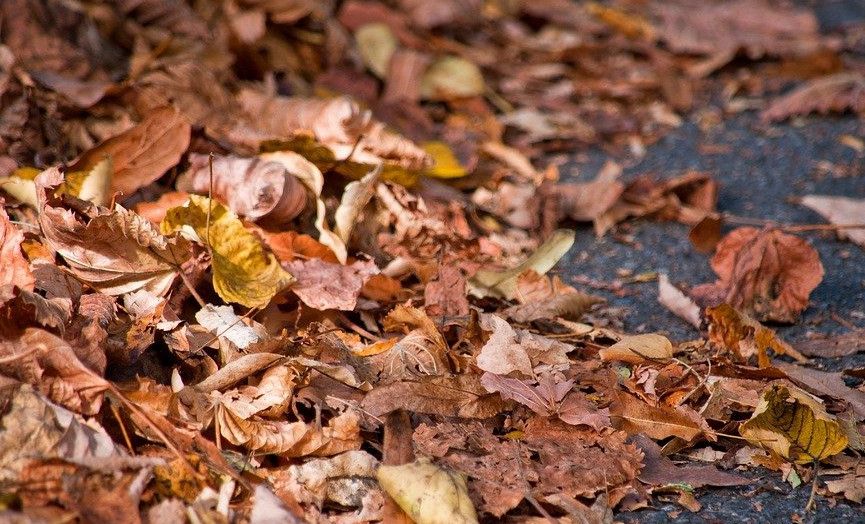 Jelenia Góra: Obowiązek sprzątania liści
