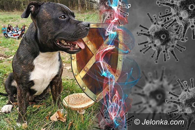 Świat: Pies w domu jest lekiem na koronawirusa?