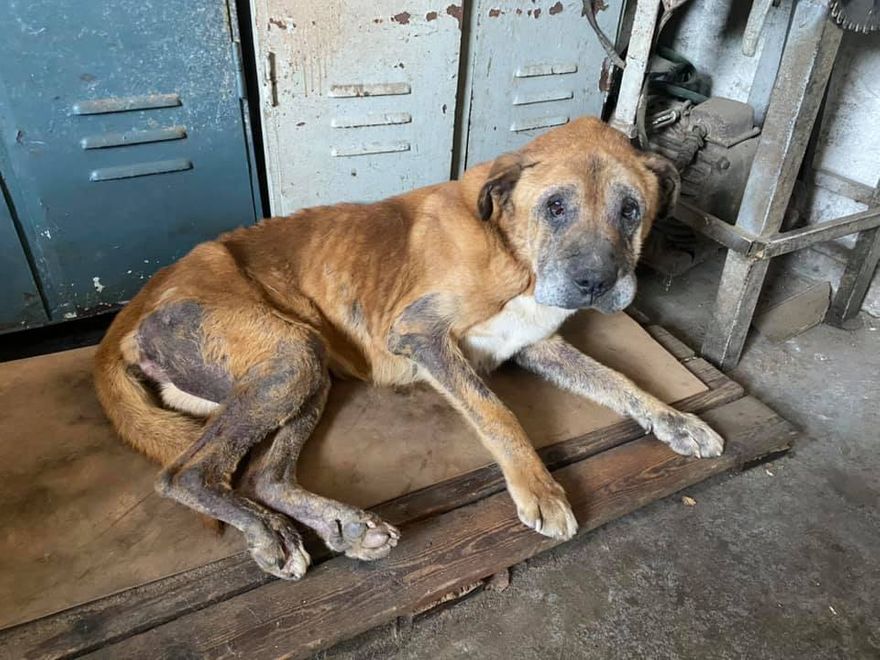 Jelenia Góra: Uratowali z warsztatu zaniedbanego psa