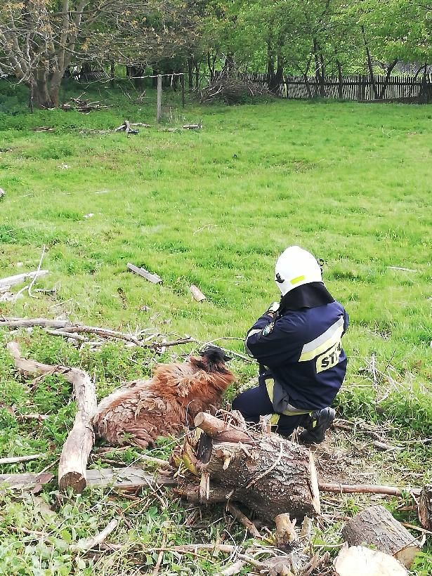 Dziwiszów: Strażacy ratowali uwięzioną owcę