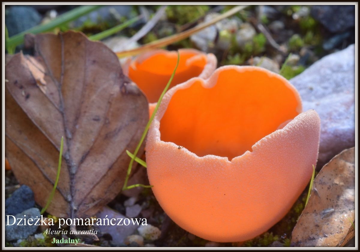 Jelenia Góra: Wystawa świeżych grzybów – tylko na naszym portalu!