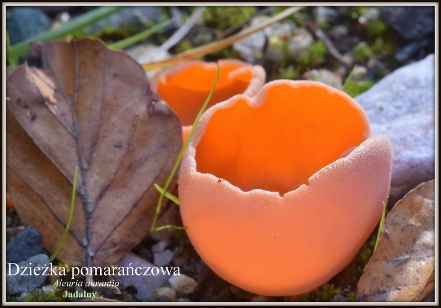 Jelenia Góra: Wystawa świeżych grzybów – tylko na naszym portalu!