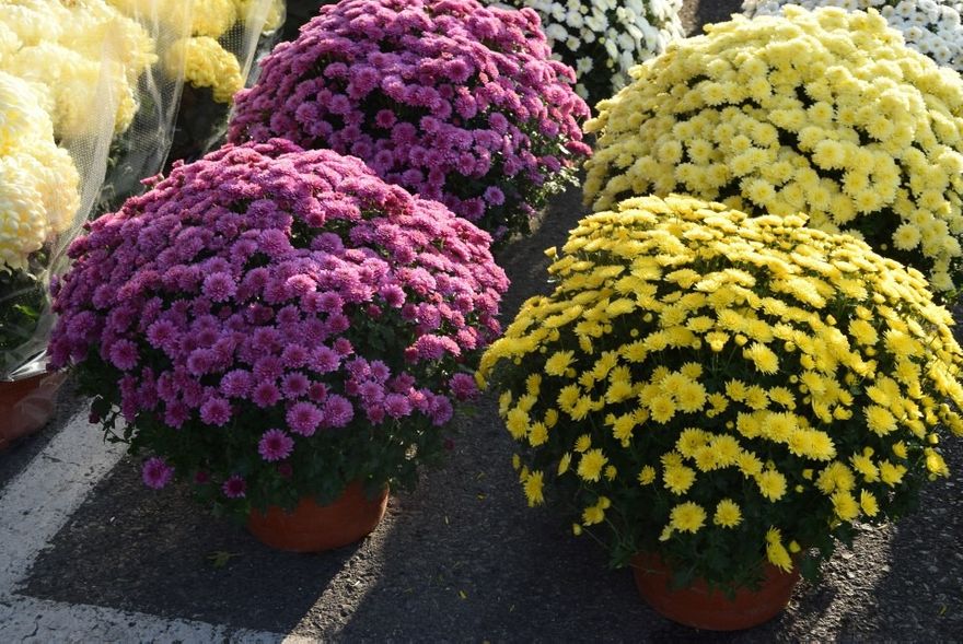 Lubań: Miasto odkupi kwiaty