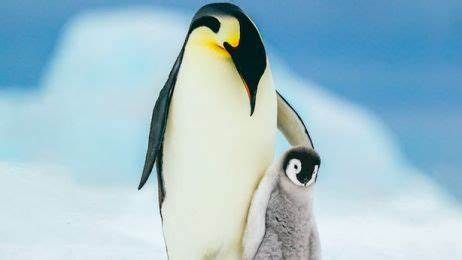 Kraj: Dzień Pingwina