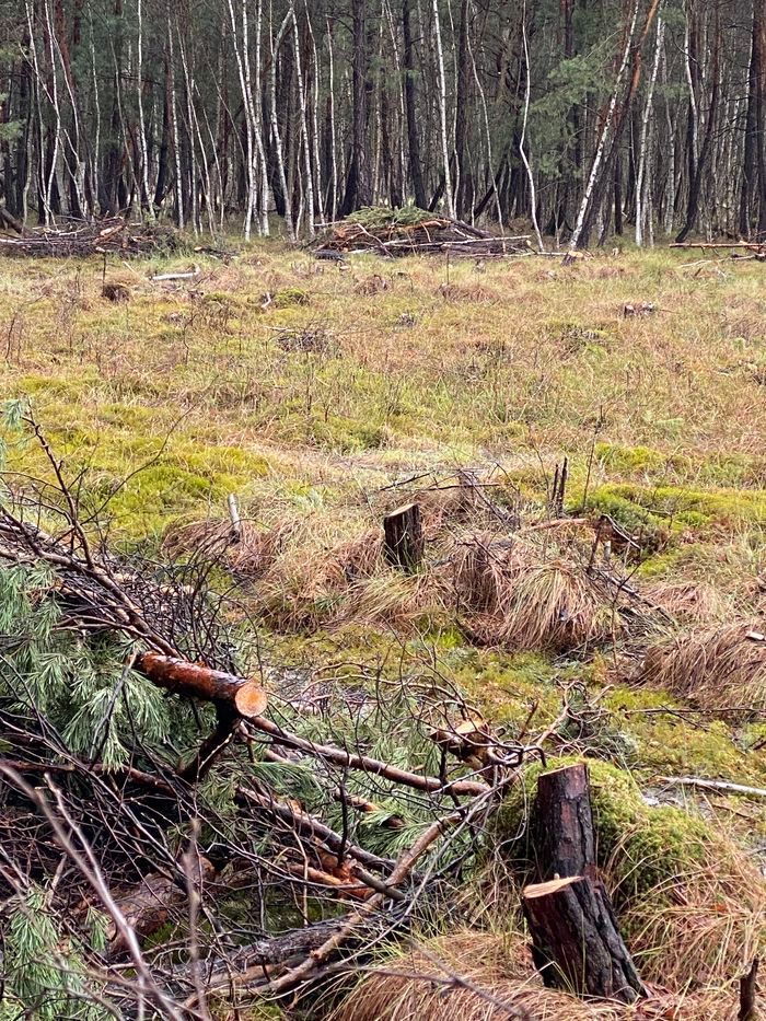 Trzcińsko: Leśnicy: wycinki konieczne