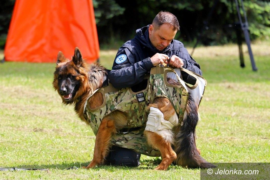 Jelenia Góra: Szkolenie psów w służbach mundurowych pod okiem studentów
