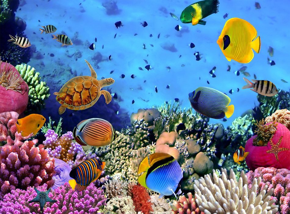 Kraj: Dzień Trójkąta Koralowego