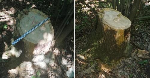 Leśna: Ukradli drewno z lasu